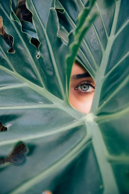 Eye Health herbs