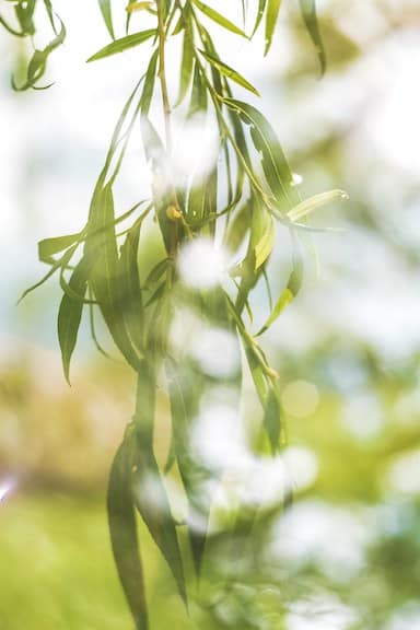 Gastrointestinal Health herbs