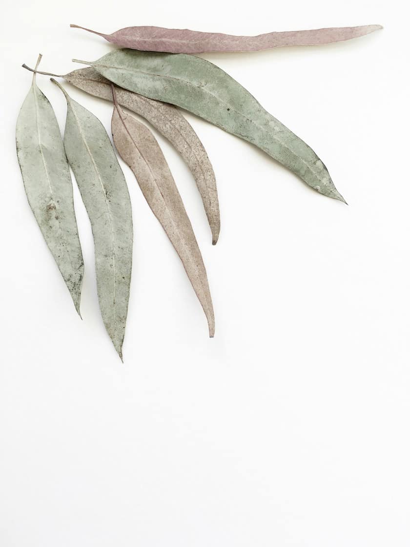 Respiratory Health herbs