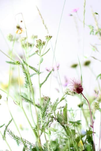 Urinary and Kidney Health herbs